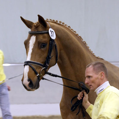 2 j.Hengst v.First Dance - Feiner Stern